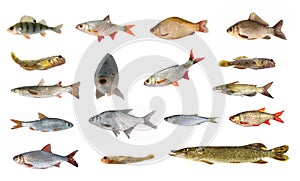 Species of river fish
