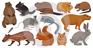 Species of rodents vector cartoon set icon. Isolated cartoon set icon gnawer.Vector illustration species of rodents on