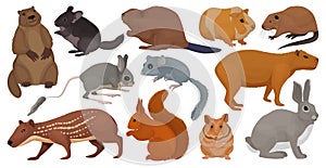 Species of rodents vector cartoon set icon. Isolated cartoon set icon gnawer.Vector illustration species of rodents on photo