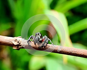 species of Salticidae or jumping spider