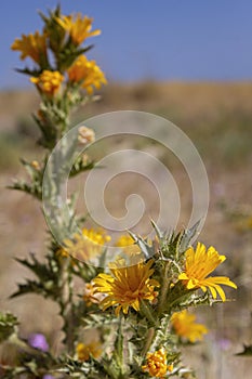 Species Scolymus hispanicus plant flower close-up, also known as Golden thistle or Spanish oyster thistle, an herbaceous plant.