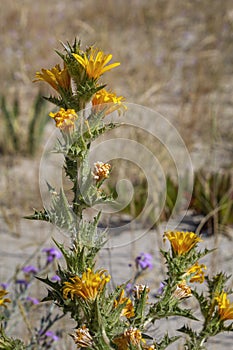 Species Scolymus hispanicus plant flower close-up, also known as Golden thistle or Spanish oyster thistle, an herbaceous plant.