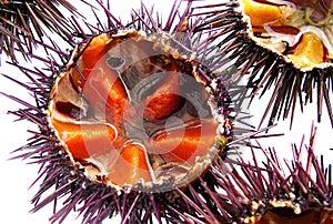 a species of sea urchin, purple sea urchin