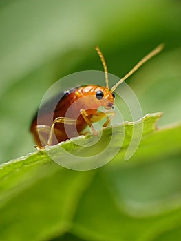 A species of small insects known as Aulacophora femoralis.