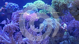 Species of soft corals and fishes in lillac aquarium under violet or ultraviolet uv light. Purple fluorescent tropical