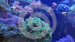 Species of soft corals and fishes in lillac aquarium under violet or ultraviolet uv light. Purple fluorescent tropical