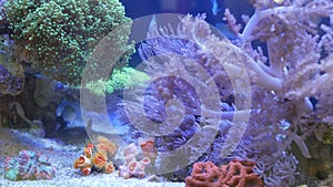 Species of soft corals and fishes in lillac aquarium under violet or ultraviolet uv light. Purple fluorescent tropical