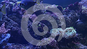 Species of soft corals and fishes in lillac aquarium under violet or ultraviolet uv light. Purple fluorescent tropical