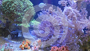 Species of soft corals and fishes in lillac aquarium under violet or ultraviolet uv light. Purple fluorescent tropical aquatic