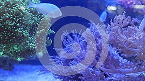 Species of soft corals and fishes in lillac aquarium under violet or ultraviolet uv light. Purple fluorescent tropical aquatic