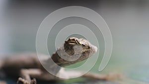 A species of tree lizard from the Agamidae tribe. flying geckos