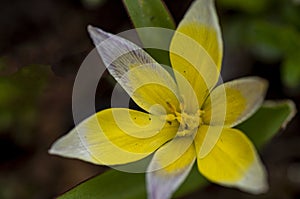 Species Tulip 4