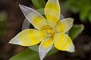 Species Tulip 5