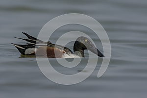 Male Northern Shoveler Anas clypeata In Lake.