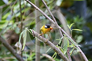 Silver-eared mesia on branch photo