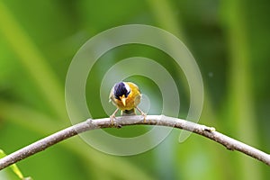 Silver-eared mesia on branch photo