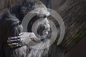 Species of Wild Animals in captivity, chimpanzees