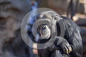 Species of Wild Animals in captivity, chimpanzees