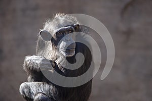 Species of Wild Animals in captivity, chimpanzees