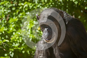 Species of Wild Animals in captivity, chimpanzees
