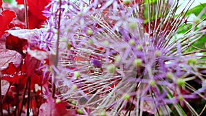 The species of wildflowers spherical type Bow Globemaster