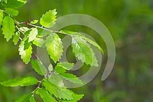 A species of the Zelkova tree, Zelkova serrata, keyaki, Japanese zelkova , Kinme keyaki. Young green yellow leaves in