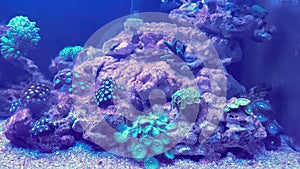Species of Zoanthids corals,in reef aquarium