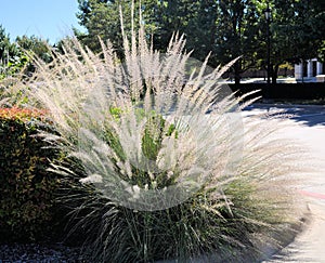 Muhlenbergia lindheimeri grass photo