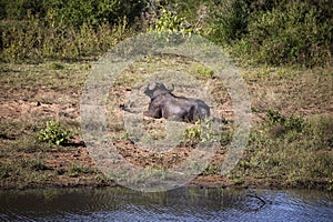 Specimen of brown buffalo resting on a lakeshore esplanade in the African savannah