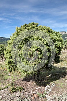 Specimen of Cade tree, Juniperus oxycedrus