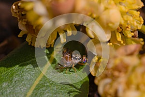 Specimen of Ceratitis capitata Mediterranean fly on the leaves of a laurel