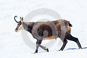 A specimen of chamois walks in the snow in italian Alps. Gran Paradiso National Park, Aosta, Italy