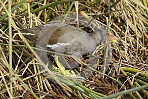 Specimen of common moorhen, Gallinula chloropus; Rallidae photo