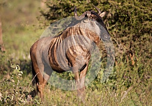 A specimen of Connochaetes which are commonly known as wildebeest, these antelopes are herbivorous animals