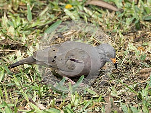 A specimen of croaking ground dove