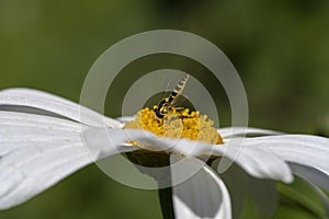 A specimen of Episyrphus Balteatus pollinating a daisy while feeding on it