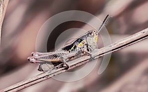 Specimen of grasshopper on dry grasses