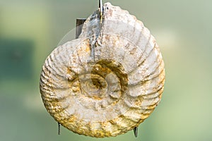Specimen of Gravesia gigas ammonite