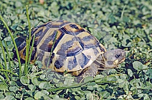 specimen of Hermann\'s tortoise in a meadow