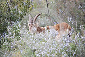 Specimen of ibex walking and eating through the mountain vegetation, this type of ibex is common in the European continent and photo