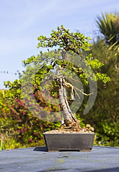 Specimen informal upright Larch bonsai