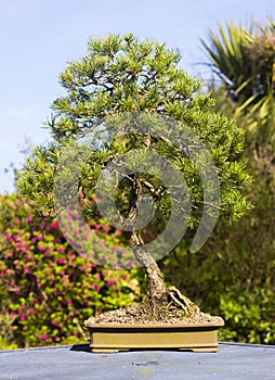 Specimen informal upright Lonicera bonsai