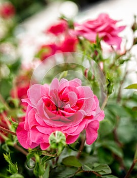 A specimen of `Les quatre seasons` rose. photo