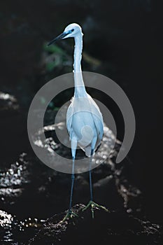 A specimen of Little egret on a rock, on the shore of Lake Victoria, Tanzania. , on the shore of Lake Victoria, Tanzania