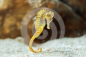 Specimen of long-snouted hippocampus in the aquarium