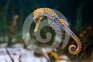 Longsnout seahorse Hippocampus reidi swimming underwater