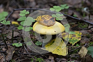 specimen of mushroom bloody brittlegill, Russula sanguinea, Russulaceae. yellow edible mushroom in the forest, September