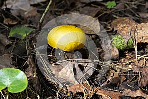 specimen of mushroom bloody brittlegill, Russula sanguinea, Russulaceae. yellow edible mushroom in the forest, September