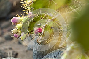 Specimen of Opuntia littoralis, island of La Palma, Canary Islands