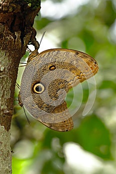Mariposa ojo de bÃÂºho Caligo eurilochus photo